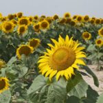 Megfeleződtek a terméshozamok, minimálisak a felvásárlási árak