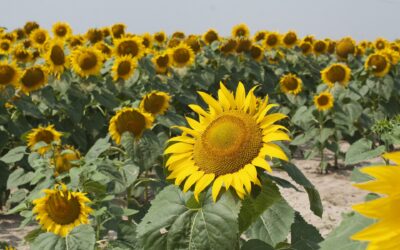 A gazdasági tigris még mindig tartozik a gazdáknak