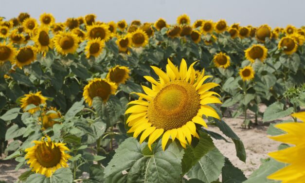 Értékes földeken környezetszennyező beruházások történnek