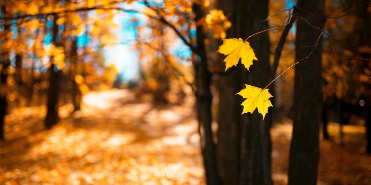 Lesz még meleg indián nyár