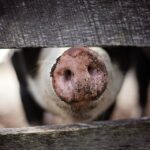 Az idén csaknem ötször több sertést kellett leölni az afrikai sertéspestis miatt, mint tavaly