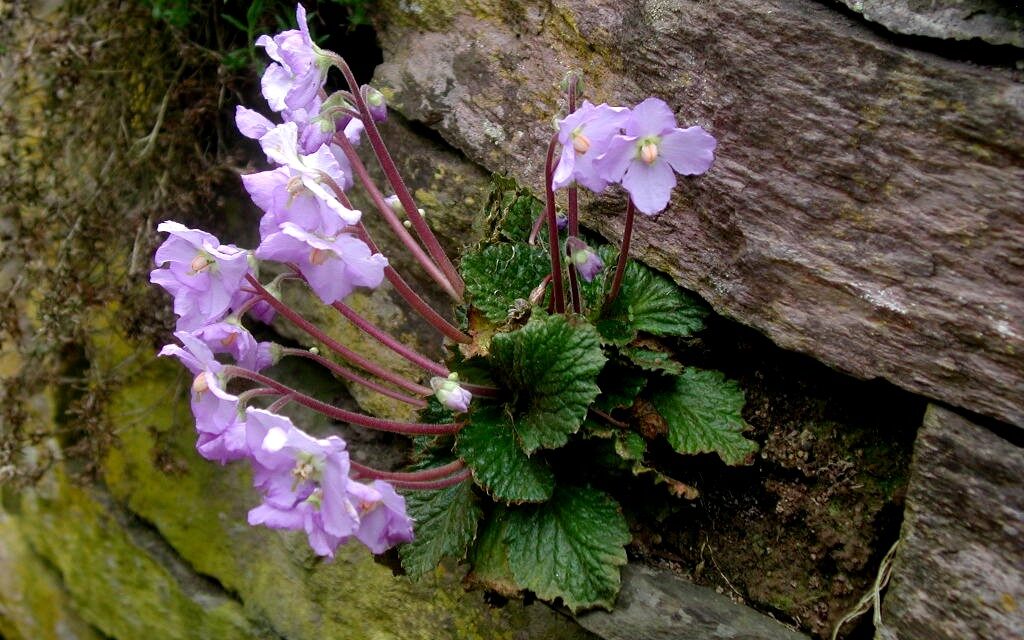 <span class="entry-title-primary">Tudja mi a Ramonda nathalie?</span> <span class="entry-subtitle">Állami ünnep van – A megbékélés napja</span>