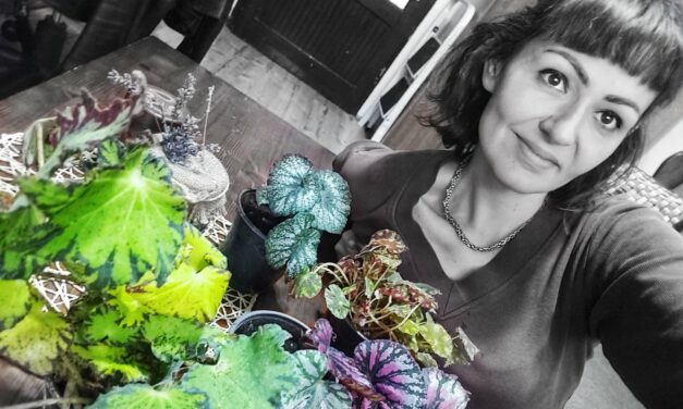 <span class="entry-title-primary">Zöld oázis Dreán</span> <span class="entry-subtitle">Daliborka Popov növényhotelt nyitott – A téli gondozásra rábízott cserepesek kivirulva kerülnek tavasszal haza</span>