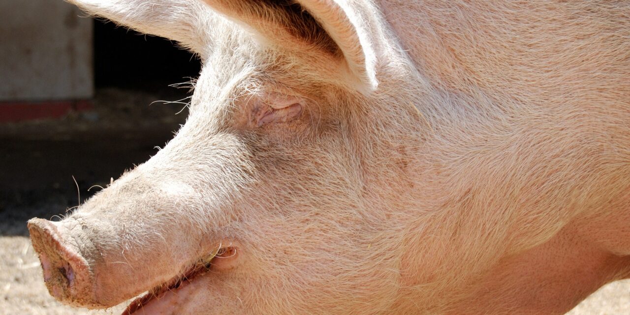 Disznó támadt az asszonyra, súlyos sérüléseket okozott neki