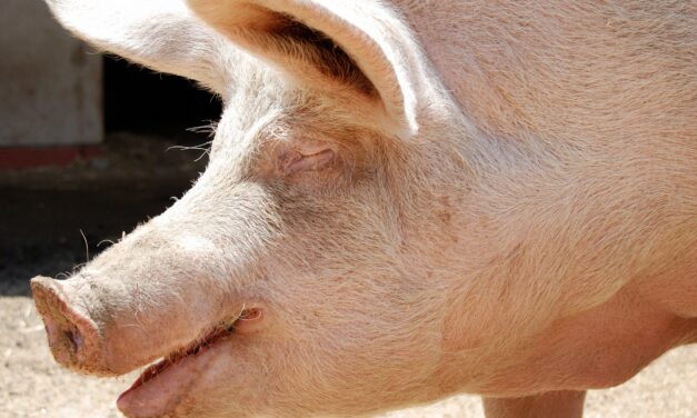 Disznó támadt az asszonyra, súlyos sérüléseket okozott neki