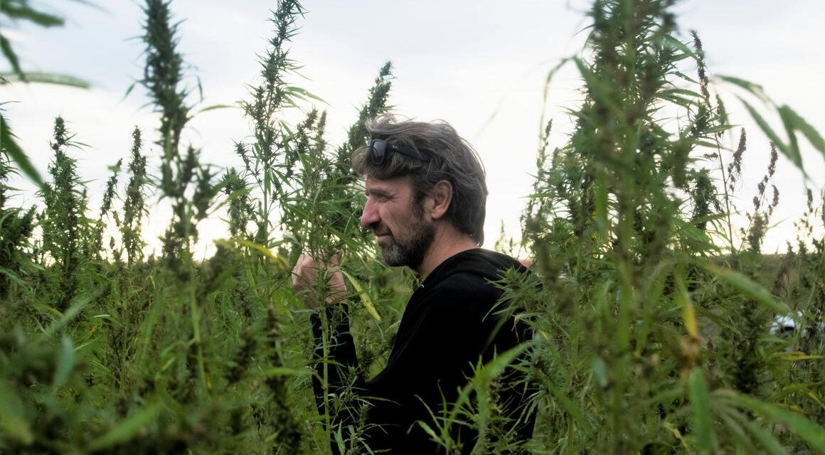 <span class="entry-title-primary">Kenderreneszánsz</span> <span class="entry-subtitle">Sinkovics Ede képzőművész ipari kannabiszt termeszt és dolgoz fel Óbecsén </span>