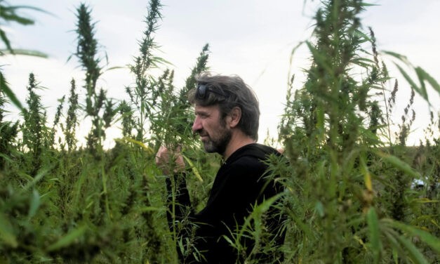 <span class="entry-title-primary">Kenderreneszánsz</span> <span class="entry-subtitle">Sinkovics Ede képzőművész ipari kannabiszt termeszt és dolgoz fel Óbecsén </span>