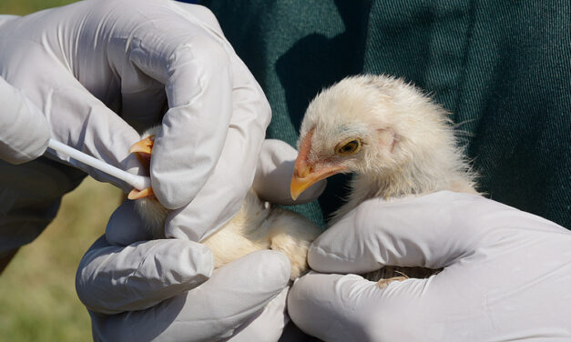 Hagyni kell, hogy a vírus elterjedjen a baromfiállományokban?