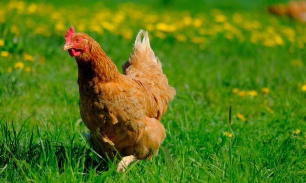 Béreljen tyúkot, hogy házi tojást fogyaszthasson!