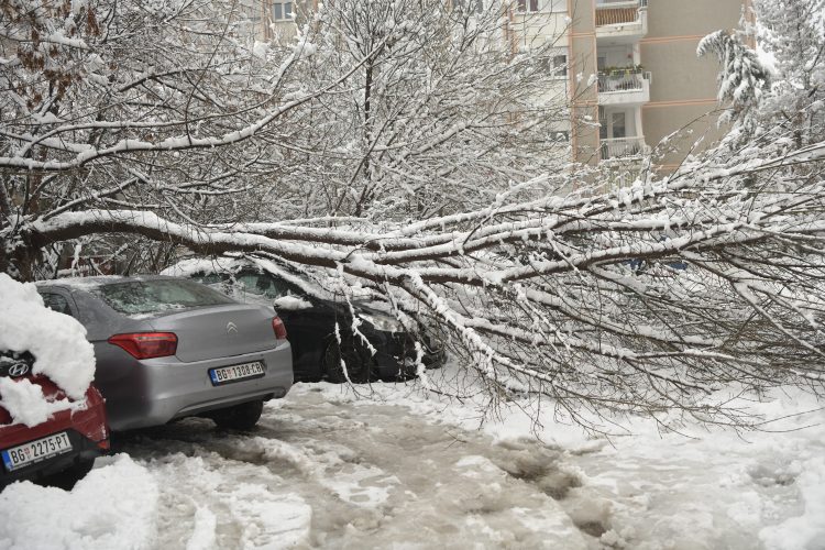 Háromszáz fa dőlt ki Belgrádban