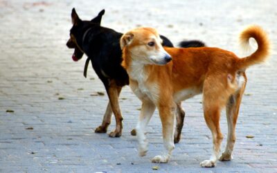 Szatmári: Hamarosan elkezdődik a kóbor ebek chippelése