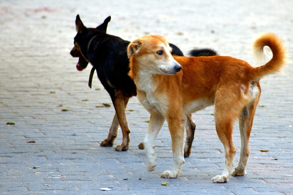 Újvidéken is komoly gondot okoznak a kóborló ebek