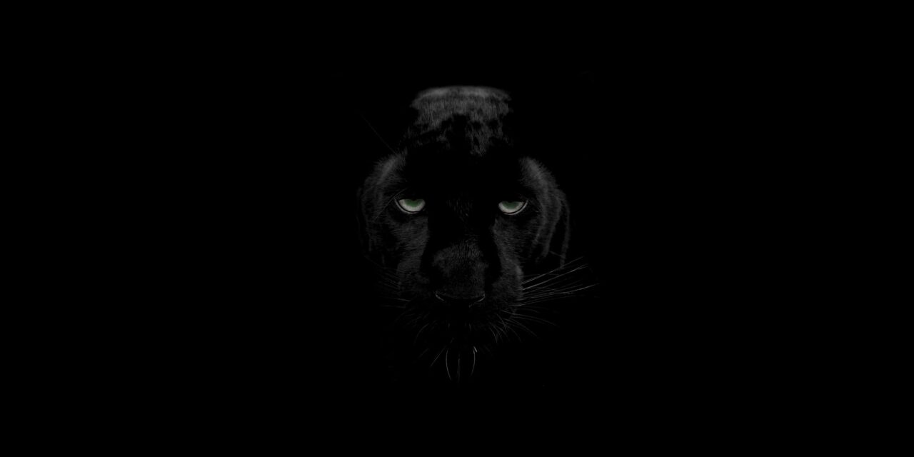 Veszélyes fekete párduc szabadult el Kiskunhalason