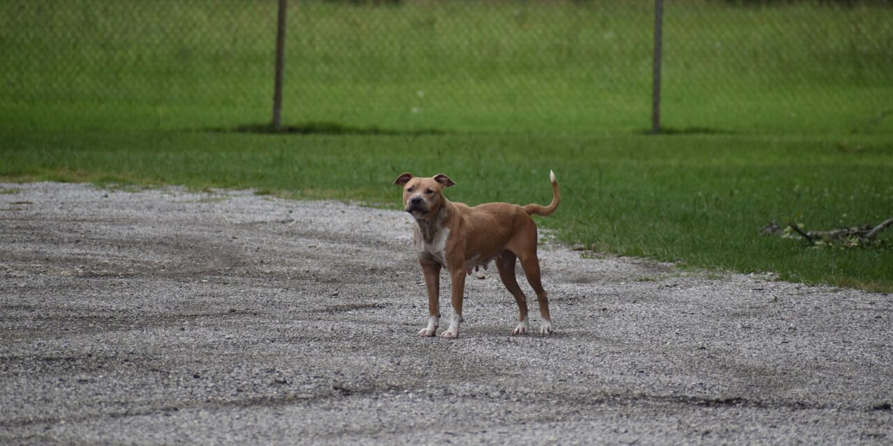 Nem a kutya okozta a férfi halálát