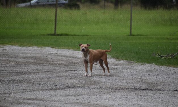 Megölte gazdáját egy pitbull