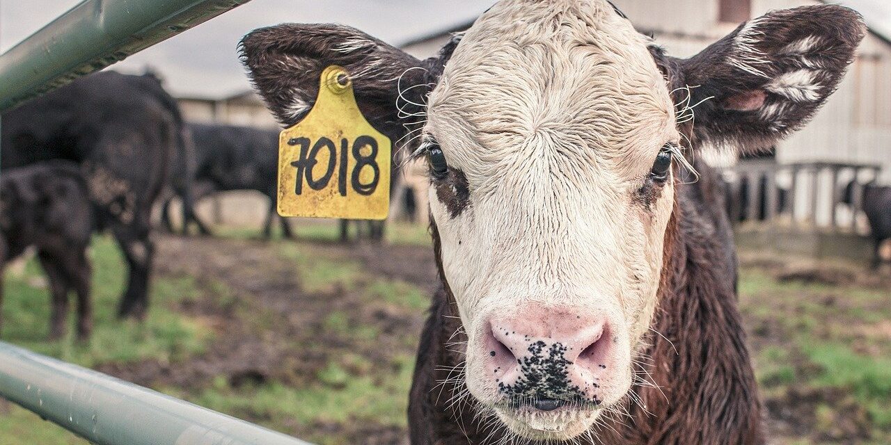 Felére csökkent a szerbiai állatállomány