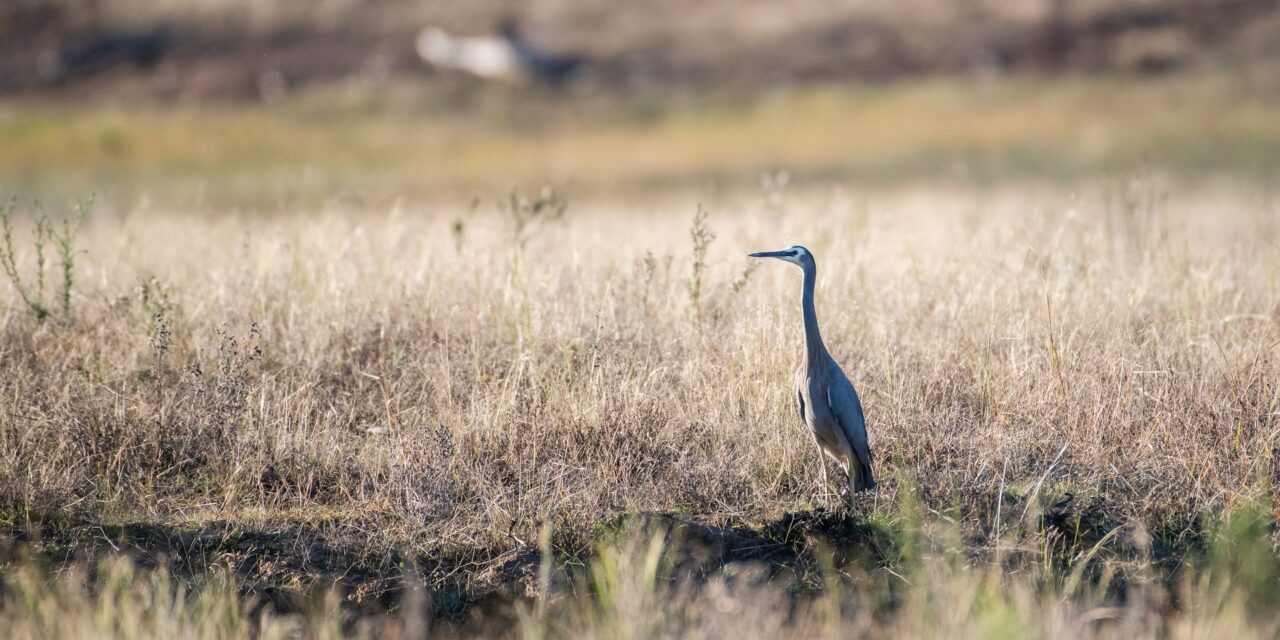 Fokozottan védett madarakat lőttek le Bánátban