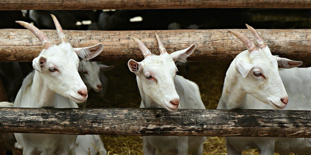 Több mint 16 ezer hentes sérült meg Törökországban egyetlen nap alatt