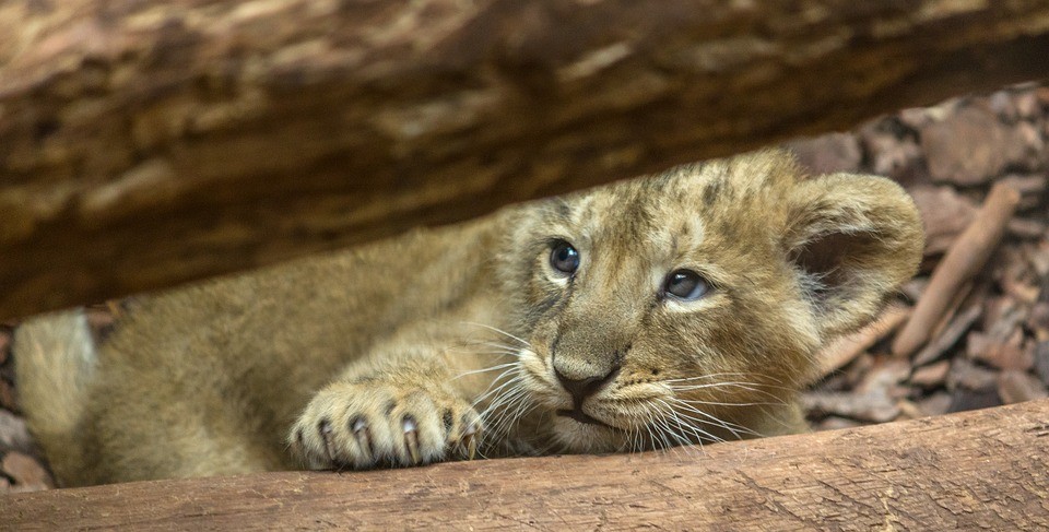 Kisoroszlánt találtak a csantavéri úton