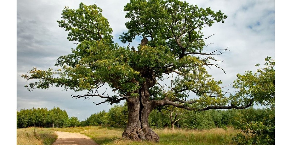 <span class="entry-title-primary">A fákat is utolérte a politika</span> <span class="entry-subtitle">Az orosz „versenyzőt” kizárták az év fája döntőjéből</span>