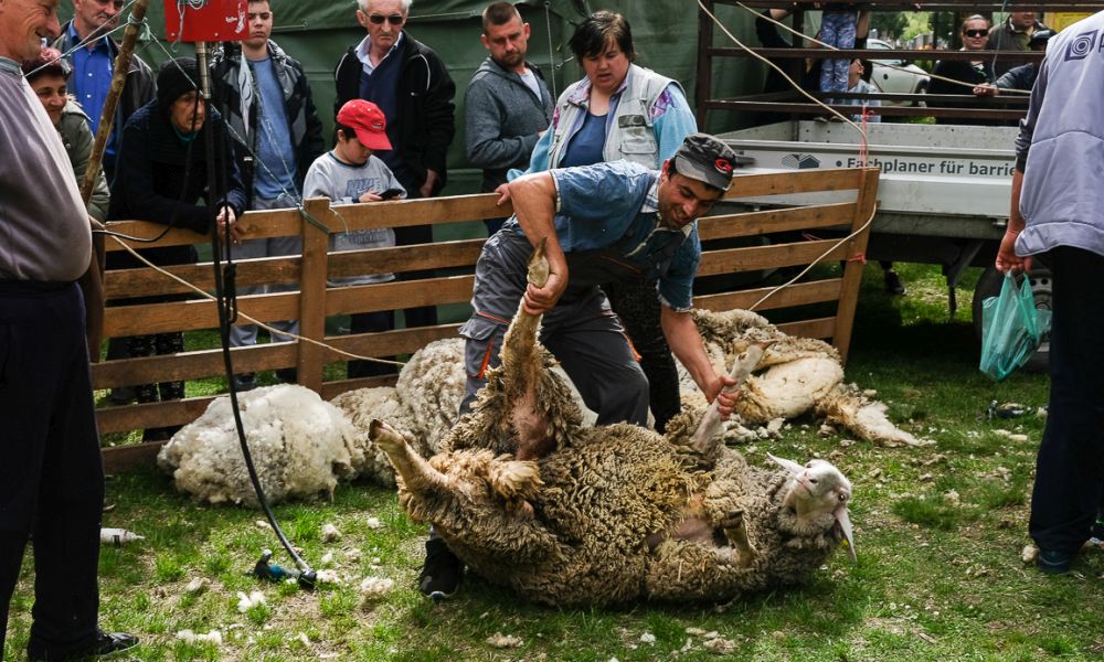 Birkanyírás volt a mi utcánkban (galéria)