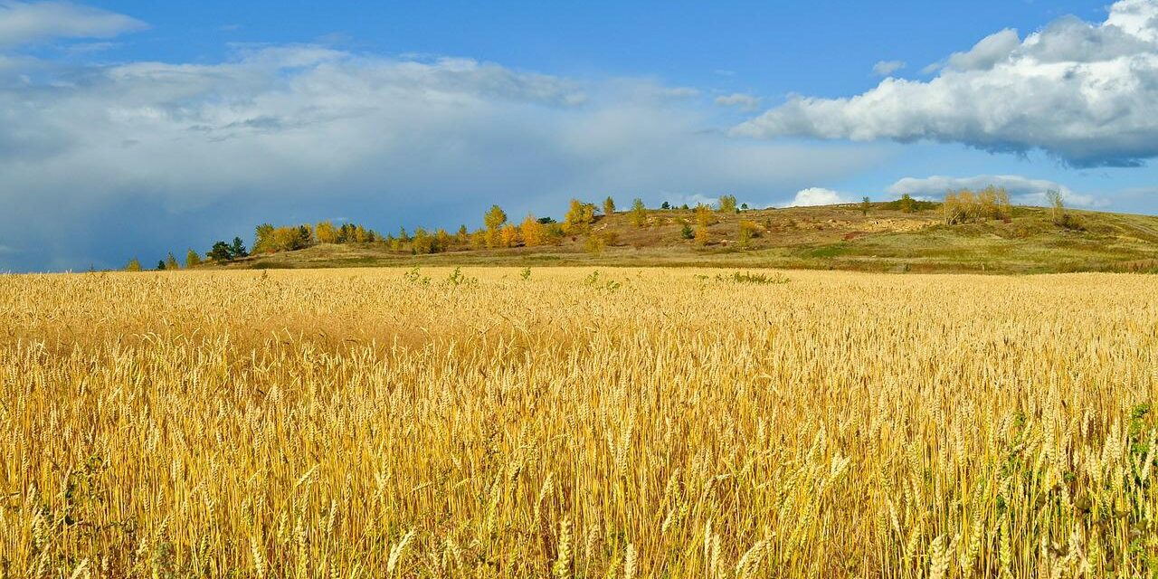 Több mint 100 hektár földet árulnak Vajdaságban