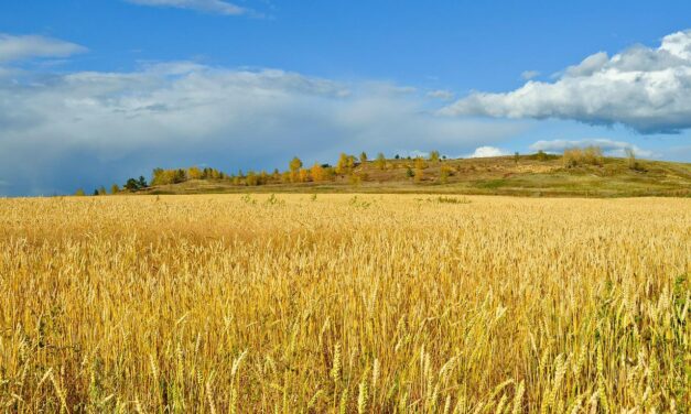 Több mint 100 hektár földet árulnak Vajdaságban