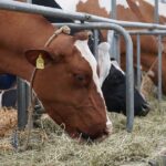 A tejüzemek nem veszik át a tejet