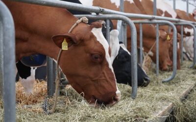 Az aszály miatt megszűnhet a tejtermelés az országban
