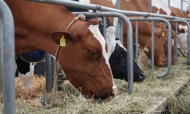 Az aszály miatt megszűnhet a tejtermelés az országban