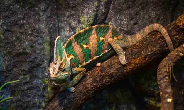 Egy köpönyegforgató gyomorforgató „imája”