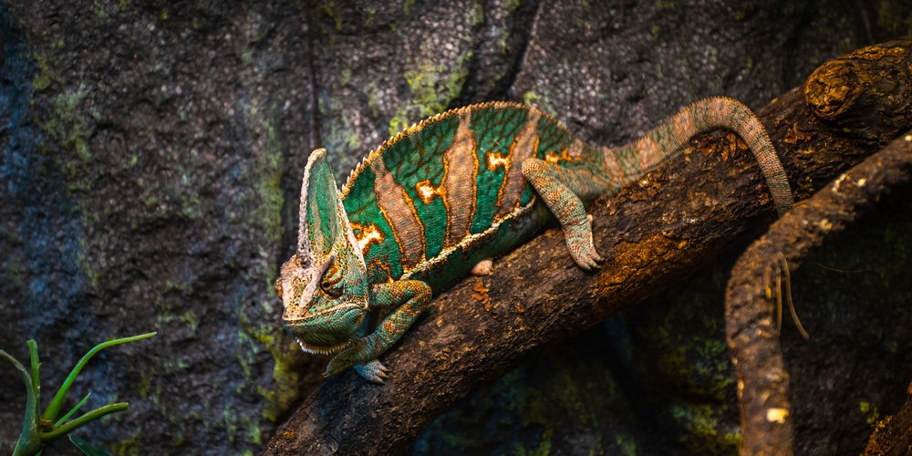 Egy köpönyegforgató gyomorforgató „imája”