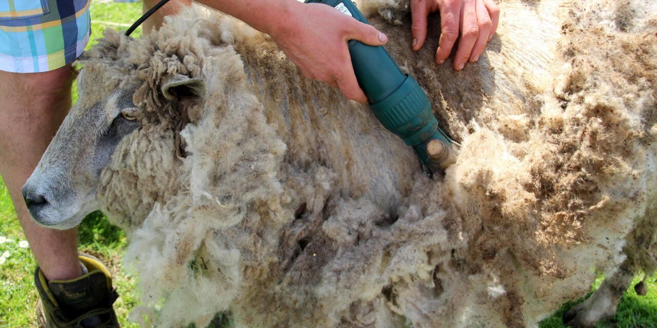 Vasárnap birkanyírás!