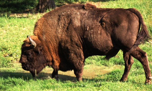 Megszökött „otthonról” egy bölény a Fruška Gorán
