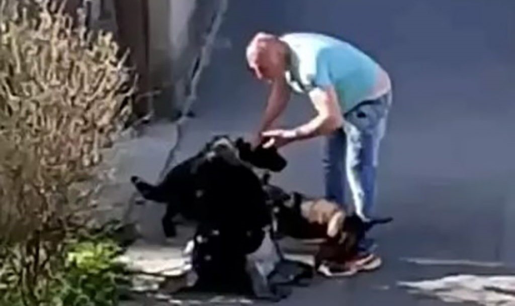 Többször megütötte a földön fekvő nőt, kutyáját megrugdosta egy férfi Zimonyban