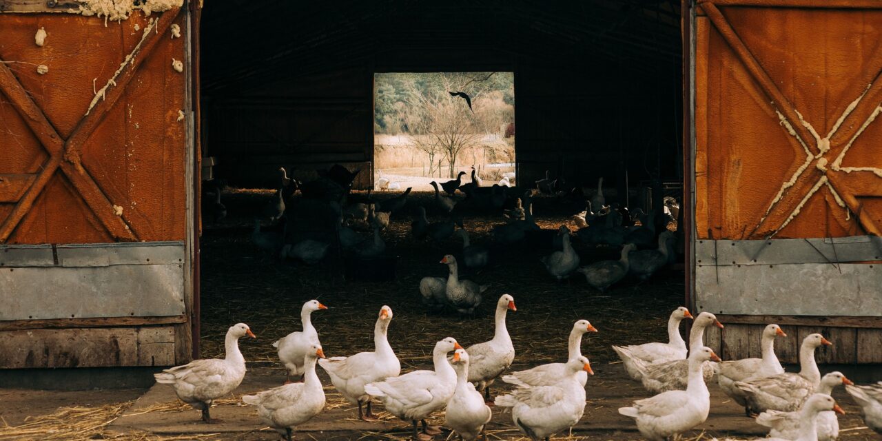 Újra felütötte a fejét a madárinfluenza egy Vajdasághoz közeli magyarországi településen