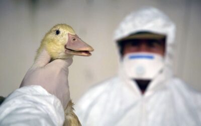 Egy Vajdasággal szomszédos magyarországi vármegyében is felütötte fejét a madárinfluenza