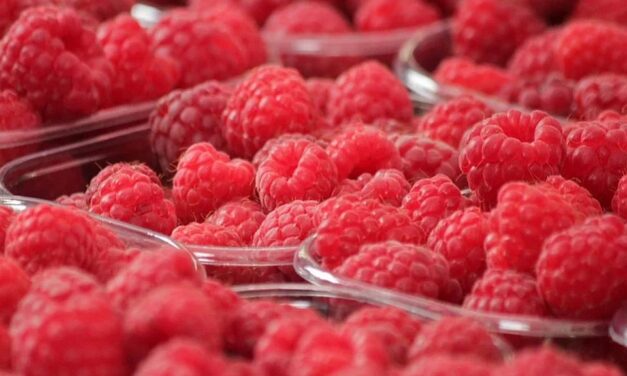 Új-Zélandon olcsóbb a szerbiai málna, mint Szerbiában