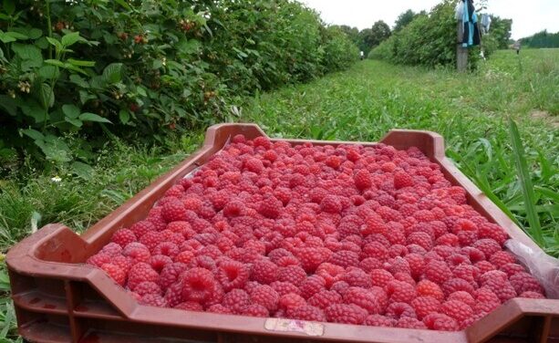 Bajban a hazai málnapiac