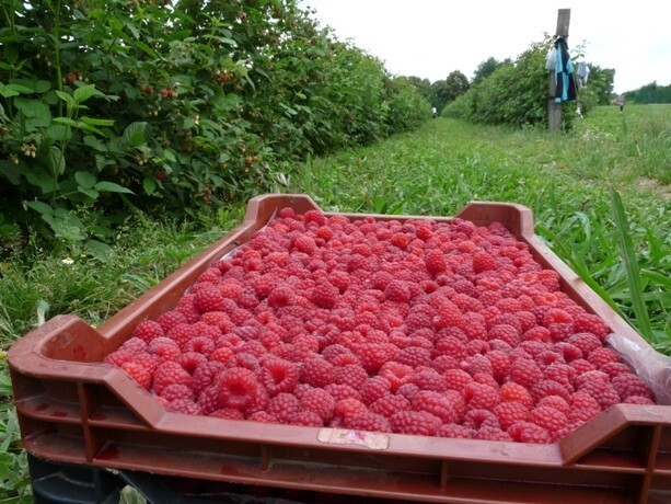 Nehézfémet találtak a belgák a szerbiai fagyasztott málnában