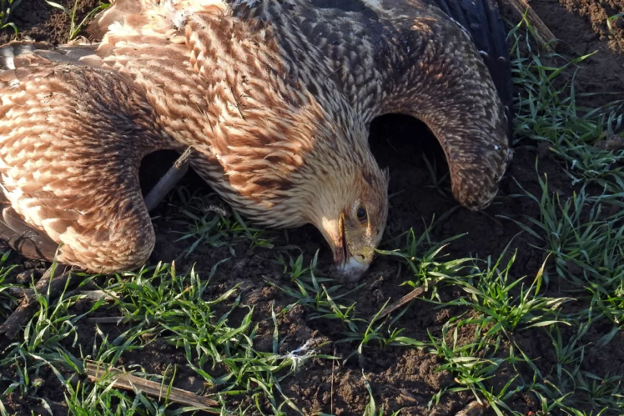 Madármérgezés Nagykikinda közelében