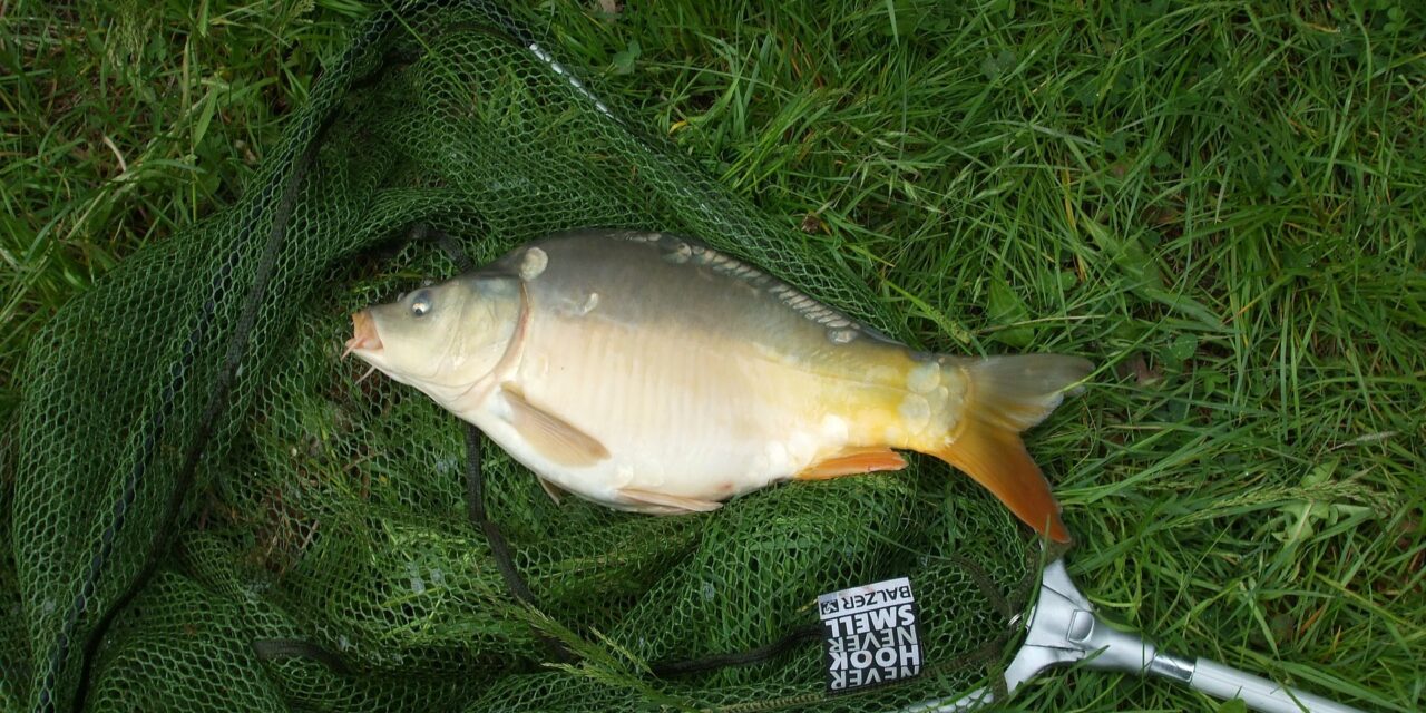 Marhahúsárban mérik a pontyot Szerbiában