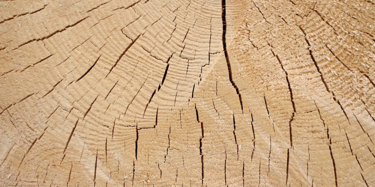 Szabadka legöregebb fái