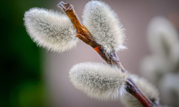 A sonka és a tojás elmaradhatatlan, az ajándékok azonban nem annyira fontosak