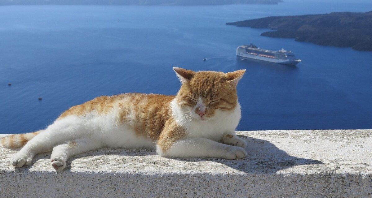 Letartóztatták a vendéget, mert a tengerbe rúgott egy cicát
