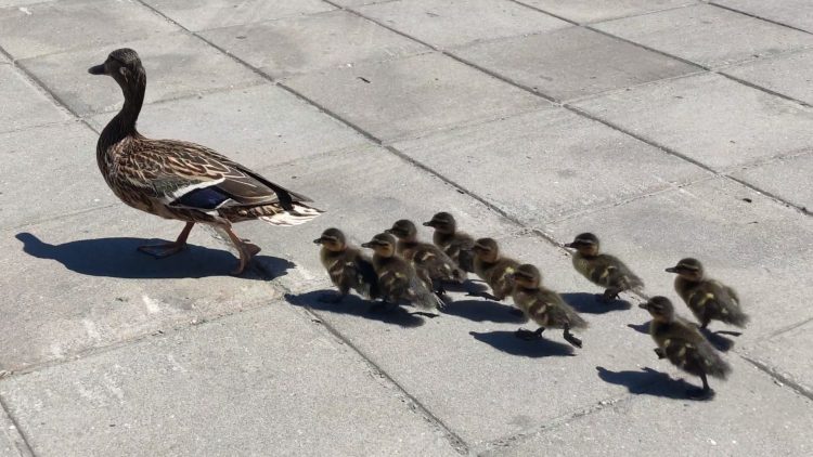 Eltévedtek, menteni kellett a kiskacsákat Belgrád központjában (Videó)