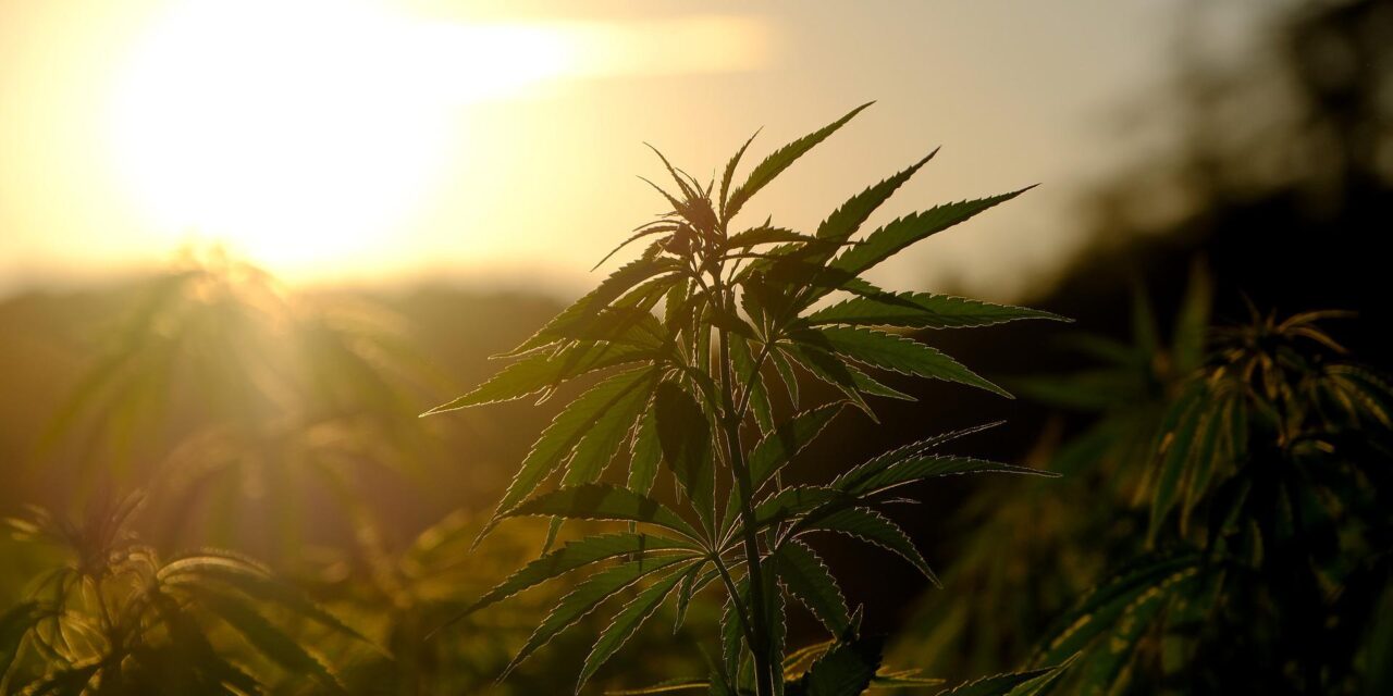 Csehország legalizálja a kannabiszt