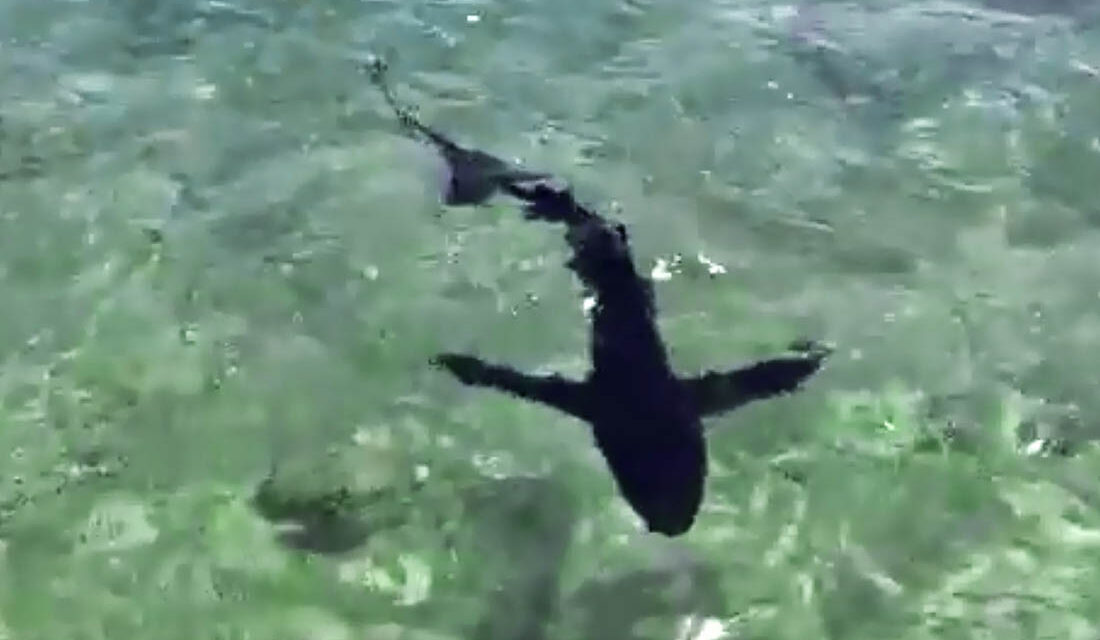 Kétszáz kilós, emberre is veszélyes kékcápát fogtak ki Budvánál