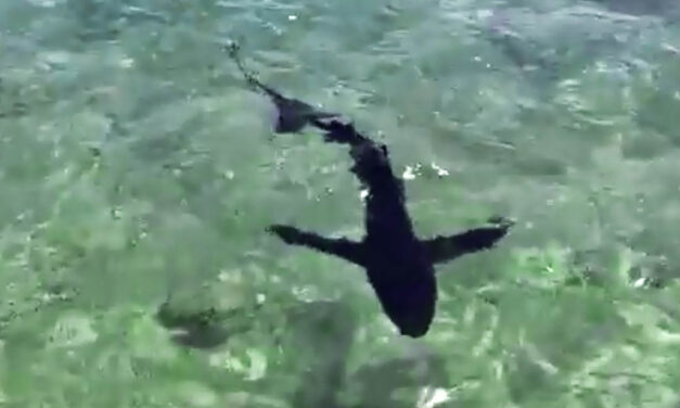 Kétszáz kilós, emberre is veszélyes kékcápát fogtak ki Budvánál