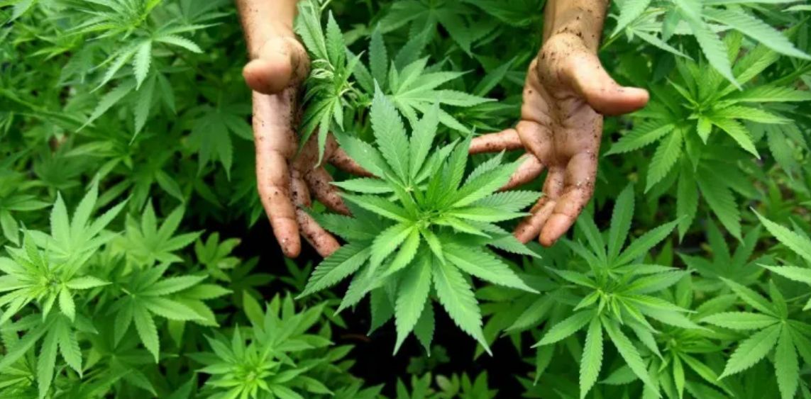 A szerb állampolgárnak indiaikender-ültetvénye volt a határ mentén